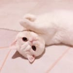 Felipe Madrid Avatar